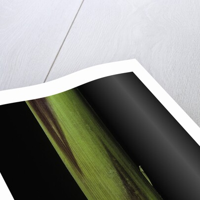 Phyllostachys bambusoides 'Violascens' (Japanese timbler bamboo) - young culm by Anonymous