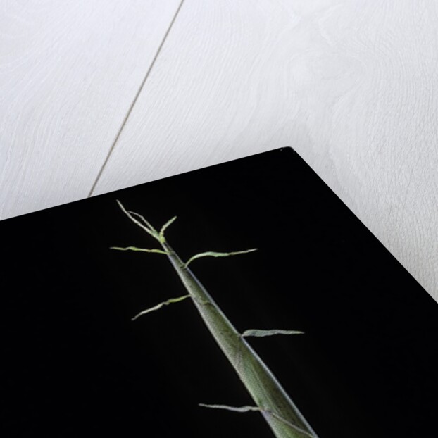 Phyllostachys bambusoides 'Violascens' (Japanese timbler bamboo) - shoot by Anonymous