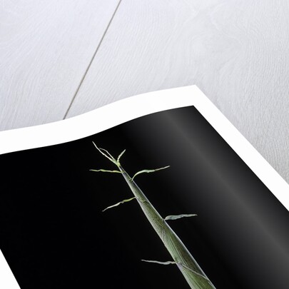 Phyllostachys bambusoides 'Violascens' (Japanese timbler bamboo) - shoot by Anonymous