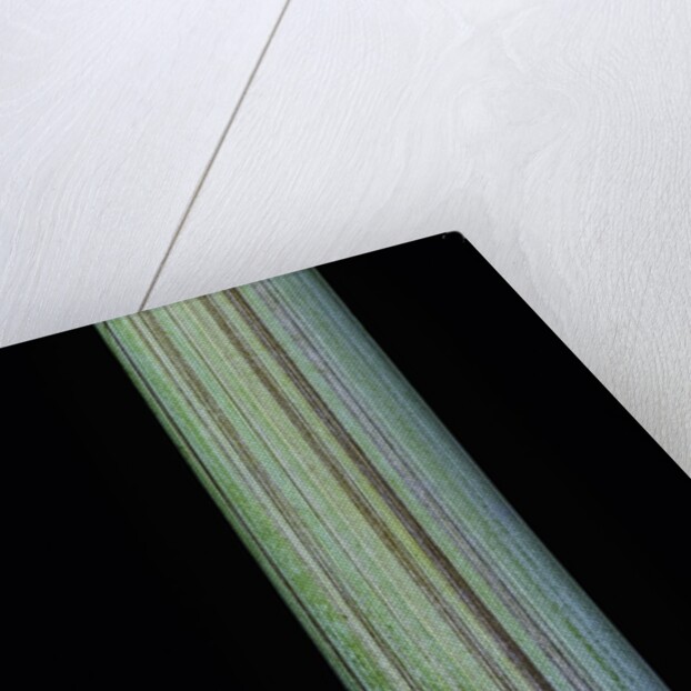 Phyllostachys bambusoides 'Violascens' (Japanese timbler bamboo) by Anonymous