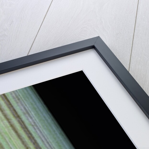 Phyllostachys bambusoides 'Violascens' (Japanese timbler bamboo) by Anonymous