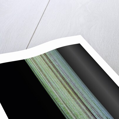 Phyllostachys bambusoides 'Violascens' (Japanese timbler bamboo) by Anonymous