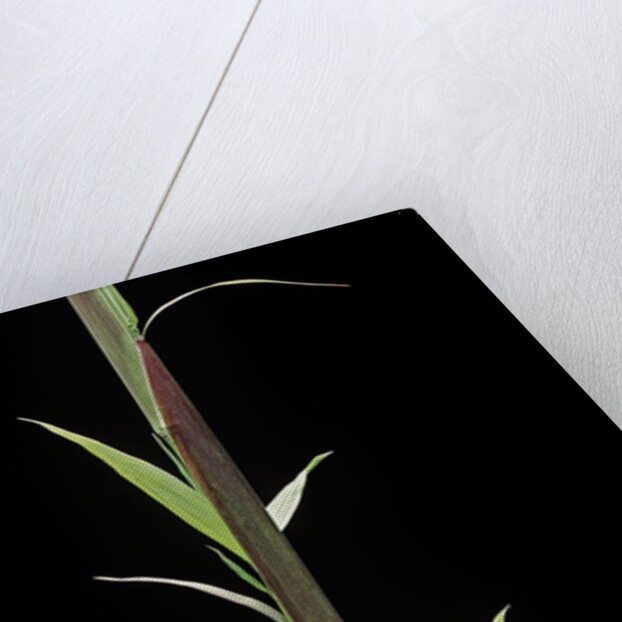Phyllostachys decora (beautiful bamboo) - shoot by Anonymous