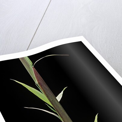Phyllostachys decora (beautiful bamboo) - shoot by Anonymous