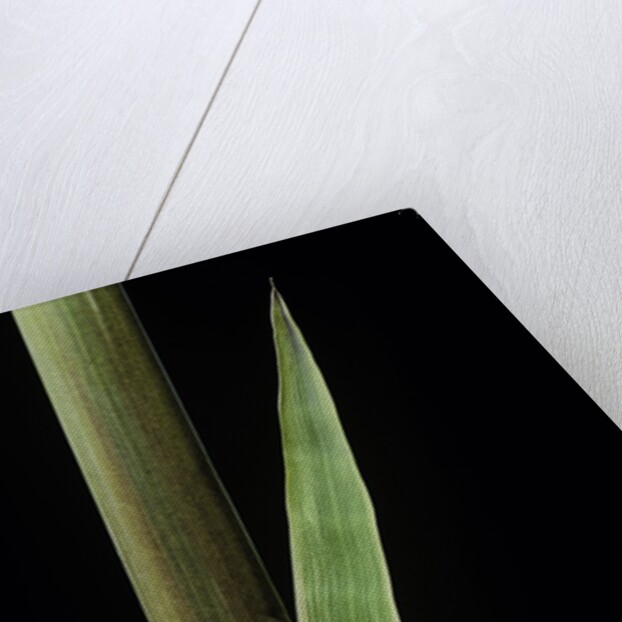 Phyllostachys decora (beautiful bamboo) - detail of the sheath by Anonymous