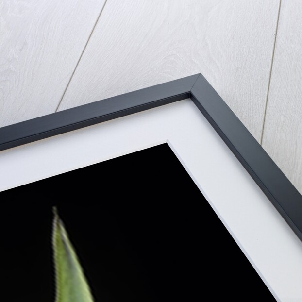 Phyllostachys decora (beautiful bamboo) - detail of the sheath by Anonymous