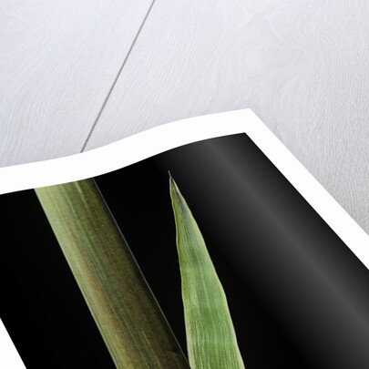 Phyllostachys decora (beautiful bamboo) - detail of the sheath by Anonymous