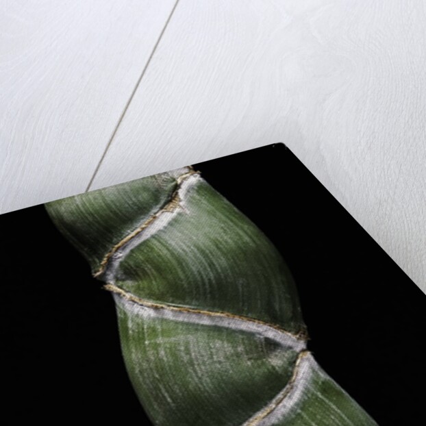 Phyllostachys edulis var. heterocycla (tortoiseshell bamboo, Kikkouchiku) by Anonymous
