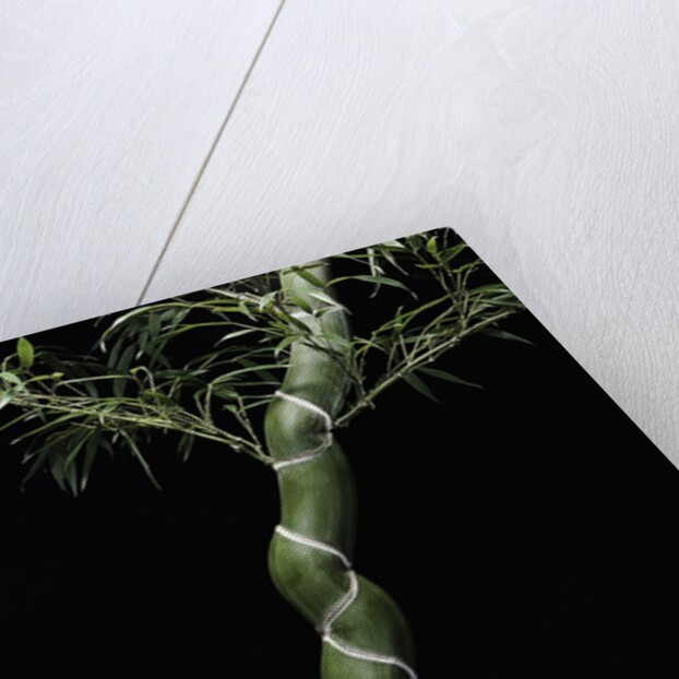 Phyllostachys edulis var. heterocycla (tortoiseshell bamboo, Kikkouchiku) by Anonymous