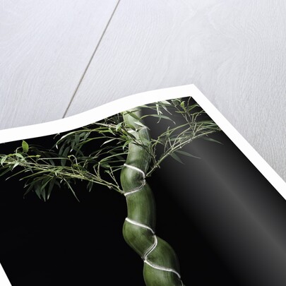 Phyllostachys edulis var. heterocycla (tortoiseshell bamboo, Kikkouchiku) by Anonymous