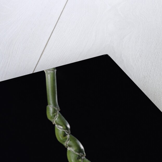 Phyllostachys edulis var. heterocycla (tortoiseshell bamboo, Kikkouchiku) by Anonymous