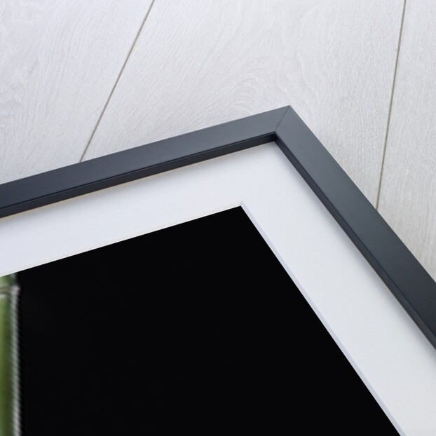 Phyllostachys edulis var. heterocycla (tortoiseshell bamboo, Kikkouchiku) by Anonymous