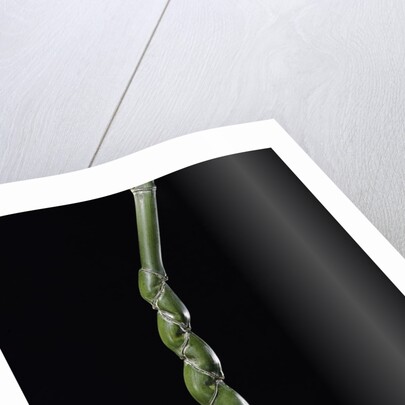 Phyllostachys edulis var. heterocycla (tortoiseshell bamboo, Kikkouchiku) by Anonymous