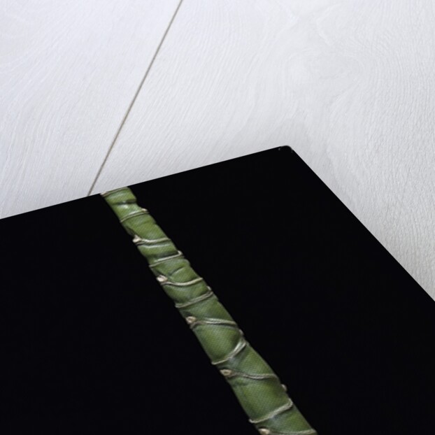 Phyllostachys edulis var. heterocycla (tortoiseshell bamboo, Kikkouchiku) by Anonymous