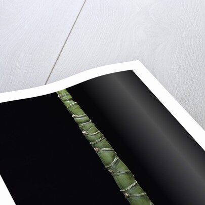 Phyllostachys edulis var. heterocycla (tortoiseshell bamboo, Kikkouchiku) by Anonymous