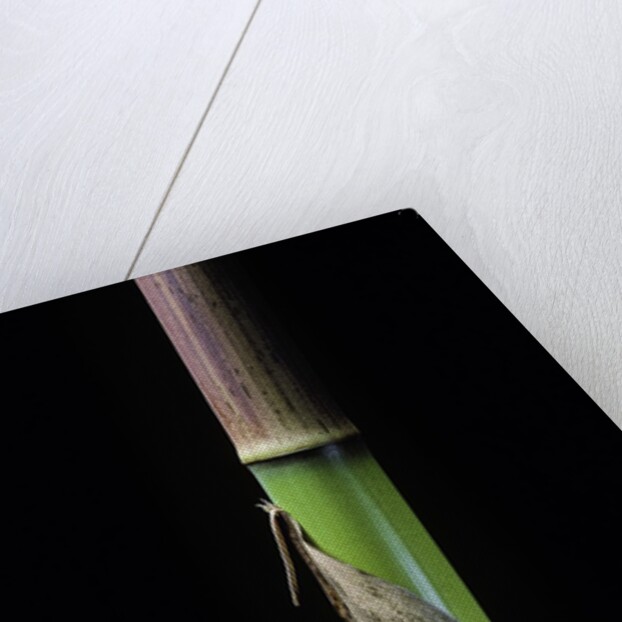 Phyllostachys flexuosa (sinuate bamboo) - young culm by Anonymous