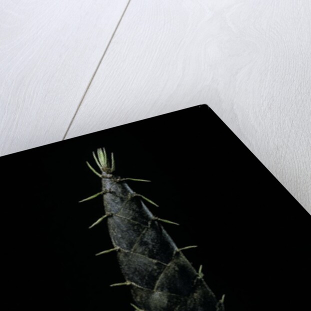 Phyllostachys pubescens (Moso bamboo) - shoot by Anonymous