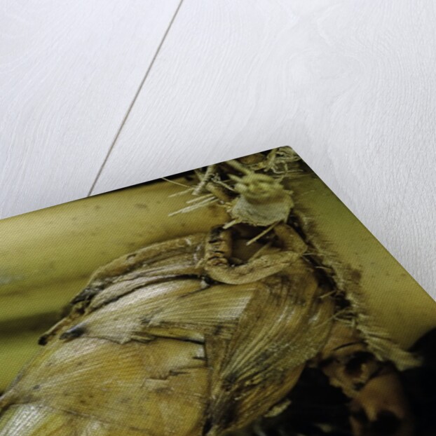 Phyllostachys pubescens (Moso bamboo) - rhizome bud by Anonymous