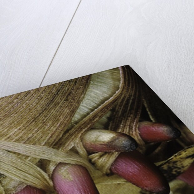 Phyllostachys pubescens (Moso bamboo) - young roots by Anonymous