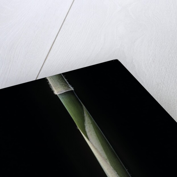 Hibanobambusa tranquillans cv. Shiroshima (bambou) - pousse by Anonymous