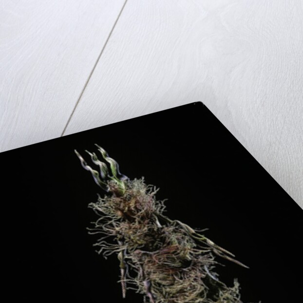 Phyllostachys pubescens (Moso bamboo) - shoot by Anonymous