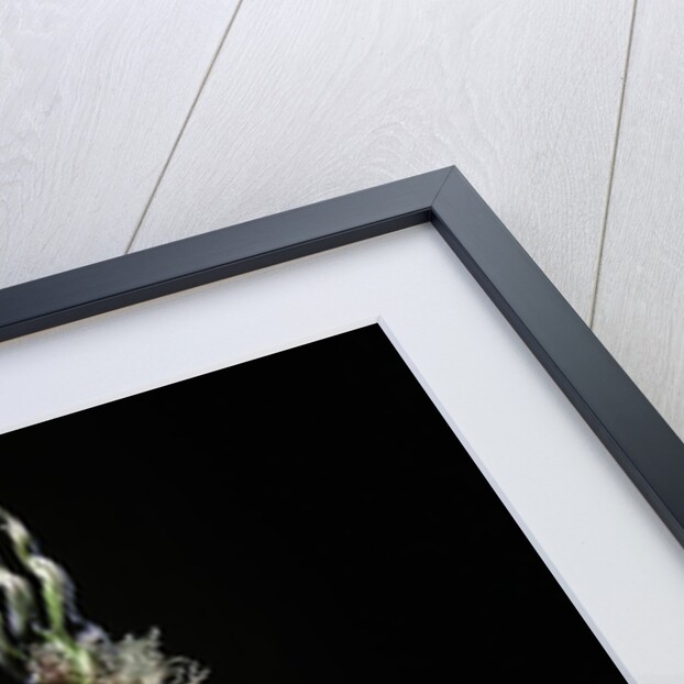 Phyllostachys pubescens (Moso bamboo) - shoot by Anonymous