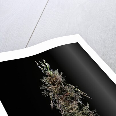 Phyllostachys pubescens (Moso bamboo) - shoot by Anonymous