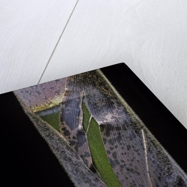 Phyllostachys pubescens (Moso bamboo) - young culm by Anonymous