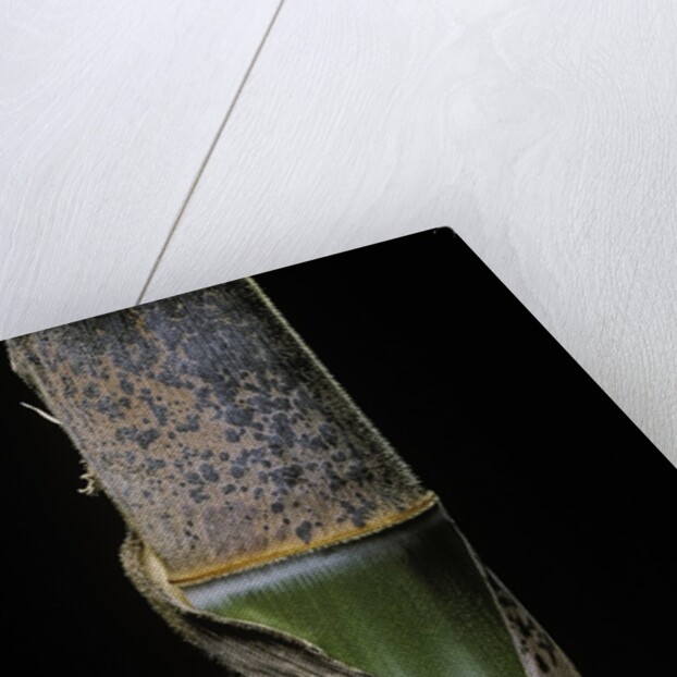 Phyllostachys pubescens (Moso bamboo) - young culm by Anonymous