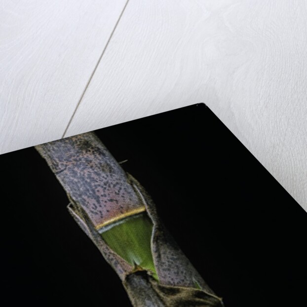 Phyllostachys pubescens (Moso bamboo) - young culm by Anonymous