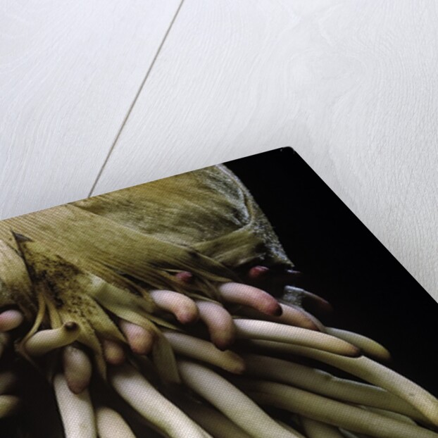Phyllostachys pubescens (Moso bamboo) - roots by Anonymous