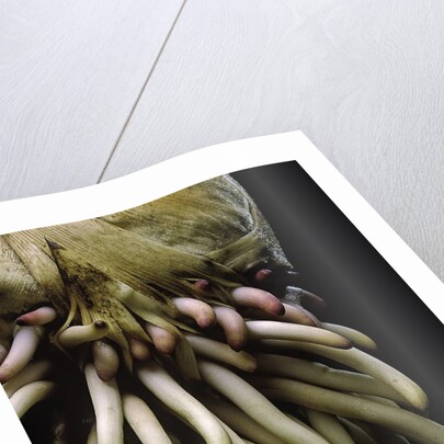 Phyllostachys pubescens (Moso bamboo) - roots by Anonymous