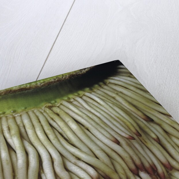 Phyllostachys pubescens (Moso bamboo) - roots by Anonymous