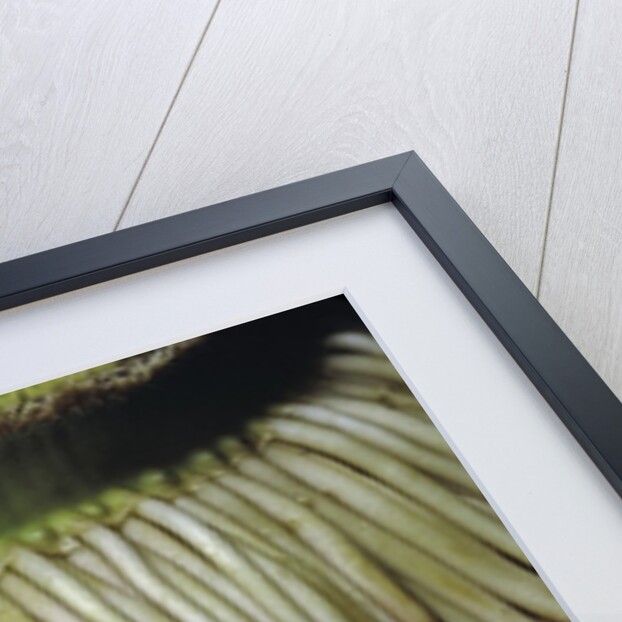 Phyllostachys pubescens (Moso bamboo) - roots by Anonymous