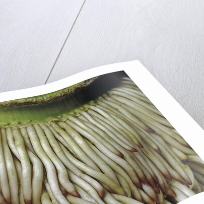 Phyllostachys pubescens (Moso bamboo) - roots by Anonymous