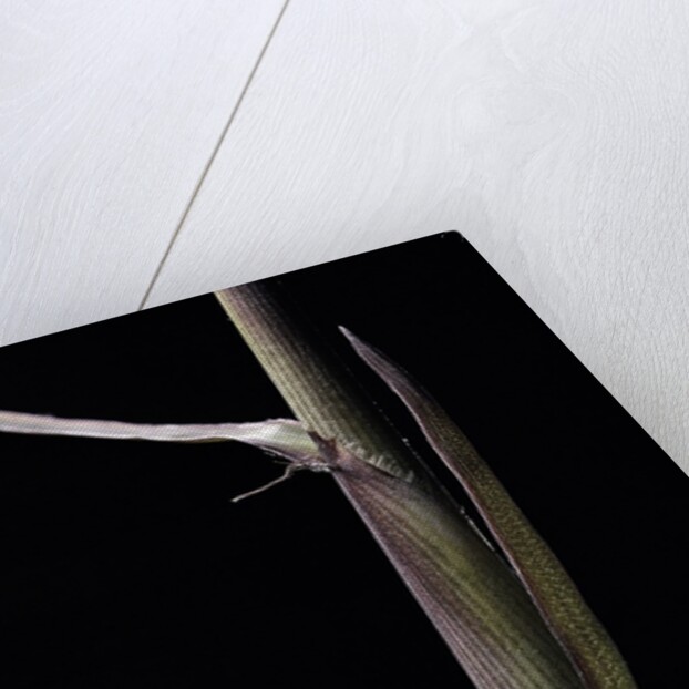 Phyllostachys humilis (bamboo) - shoot by Anonymous