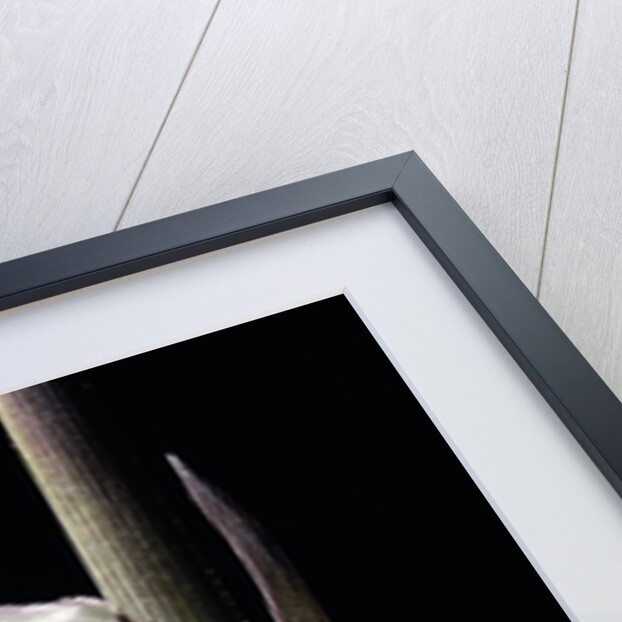 Phyllostachys humilis (bamboo) - shoot by Anonymous