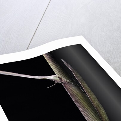 Phyllostachys humilis (bamboo) - shoot by Anonymous