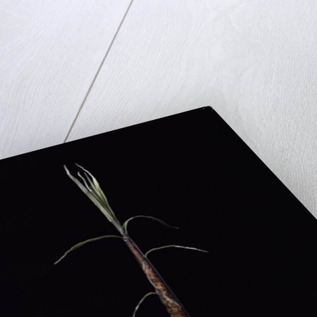 Phyllostachys incarnata (bamboo) - shoot by Anonymous