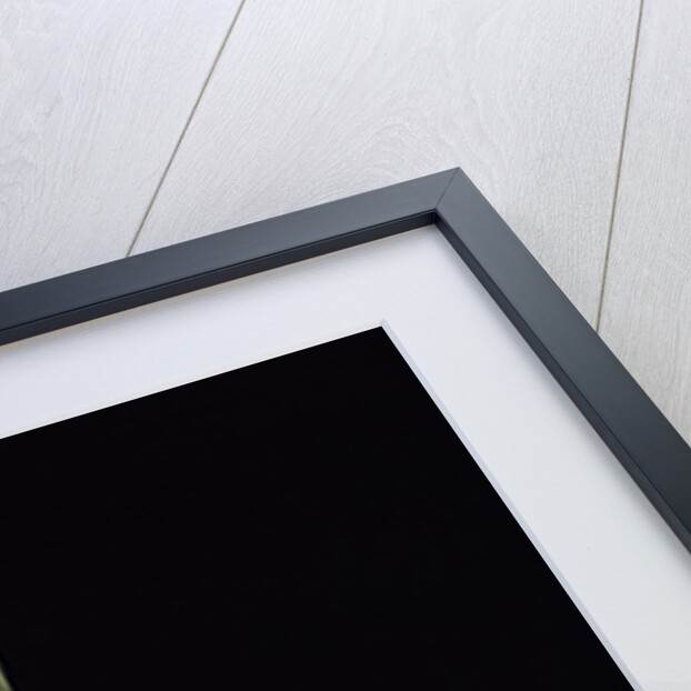 Phyllostachys incarnata (bamboo) - shoot by Anonymous