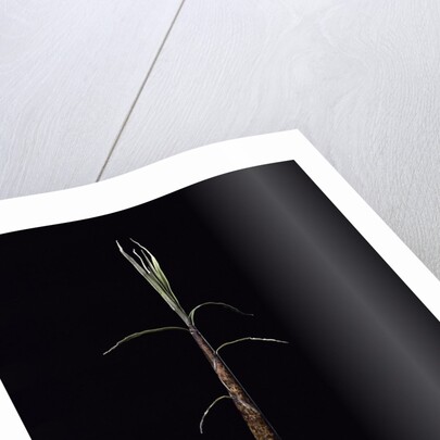 Phyllostachys incarnata (bamboo) - shoot by Anonymous