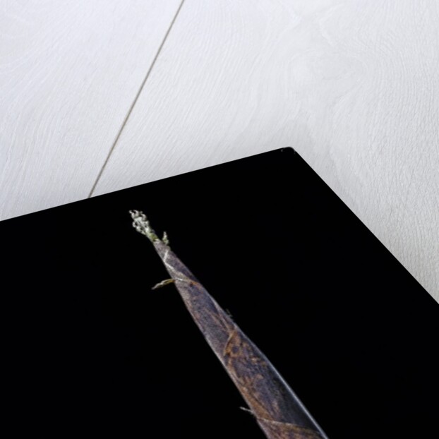 Phyllostachys iridescens (bamboo) - shoot by Anonymous