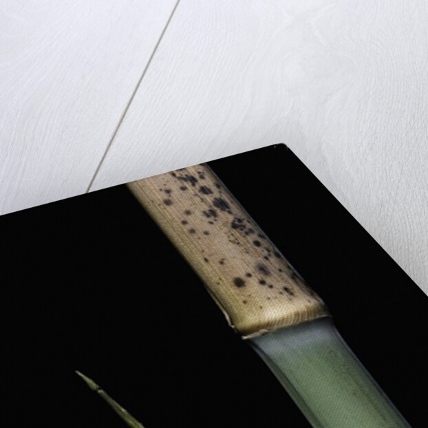 Phyllostachys meyeri (Meyer's bambo) - young culm by Anonymous