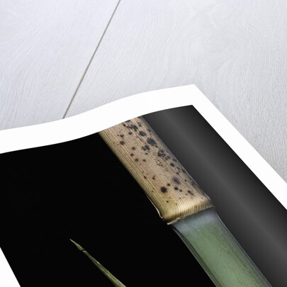 Phyllostachys meyeri (Meyer's bambo) - young culm by Anonymous