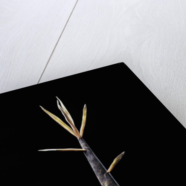 Phyllostachys meyeri (Meyer's bambo) - shoot by Anonymous