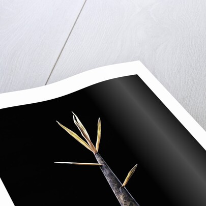 Phyllostachys meyeri (Meyer's bambo) - shoot by Anonymous