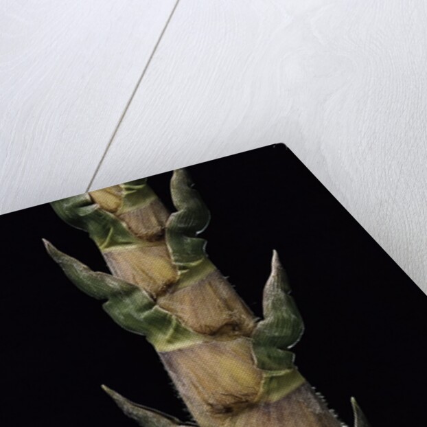 Phyllostachys nigra 'Boryana' (panther bamboo) - shoot by Anonymous