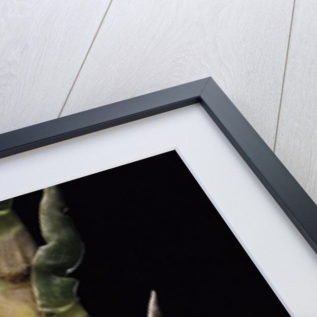 Phyllostachys nigra 'Boryana' (panther bamboo) - shoot by Anonymous