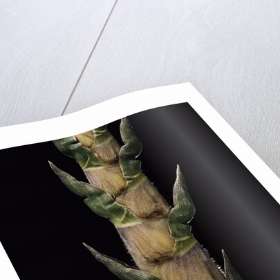 Phyllostachys nigra 'Boryana' (panther bamboo) - shoot by Anonymous