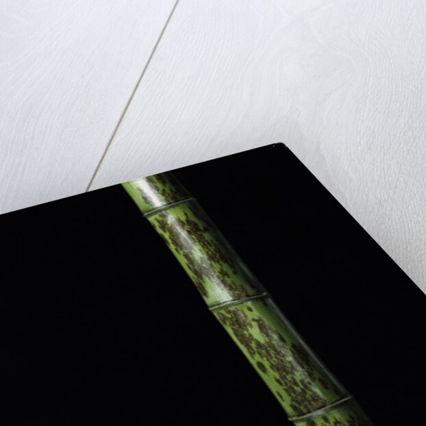 Phyllostachys nigra 'Boryana' (panther bamboo) by Anonymous